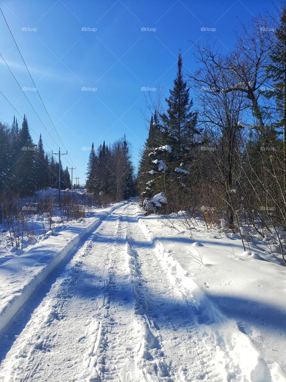 “Forest”. Voila!