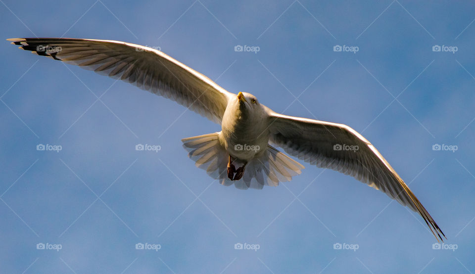 Seagull soaring in blue sky caught by the setting sun