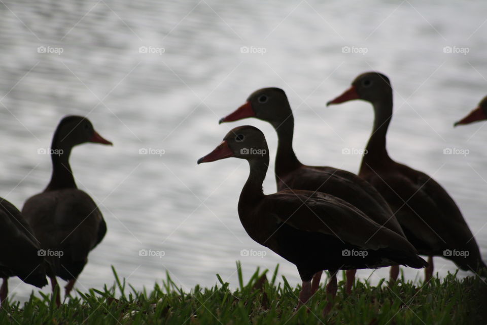 Small group of silhouette cormorant