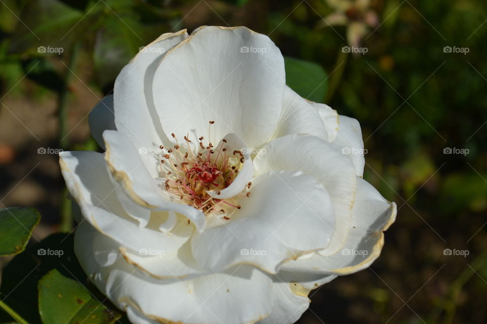 white rose