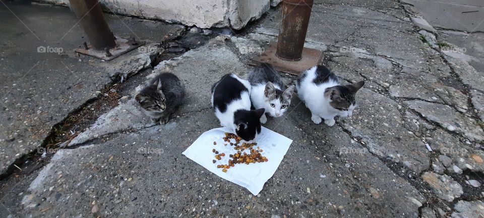 Stray kittens