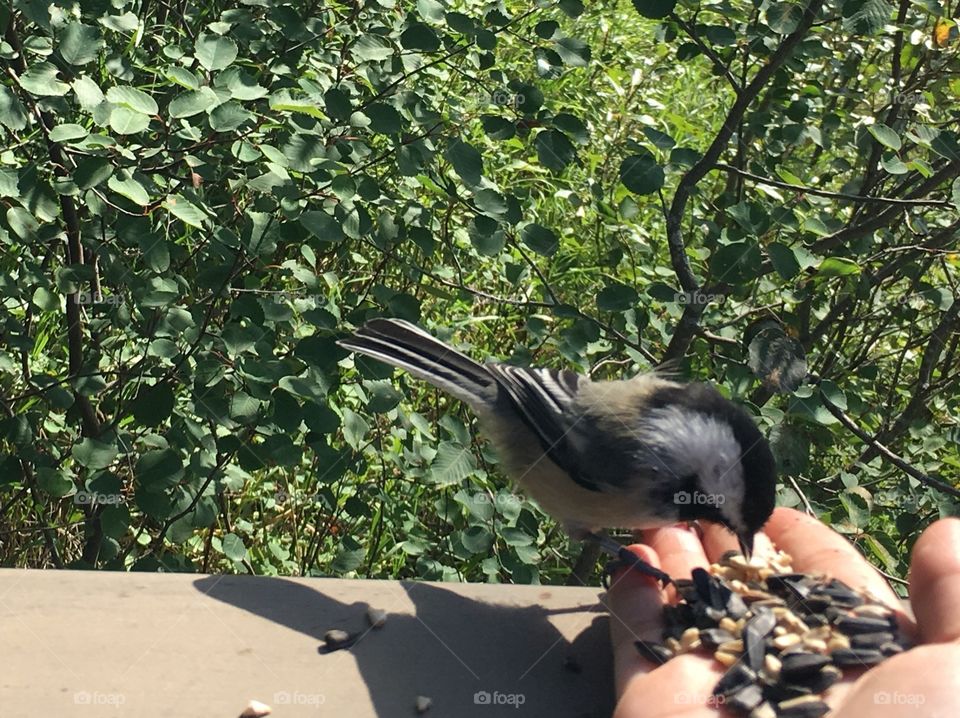 Bird, Outdoors, Nature, Tree, One