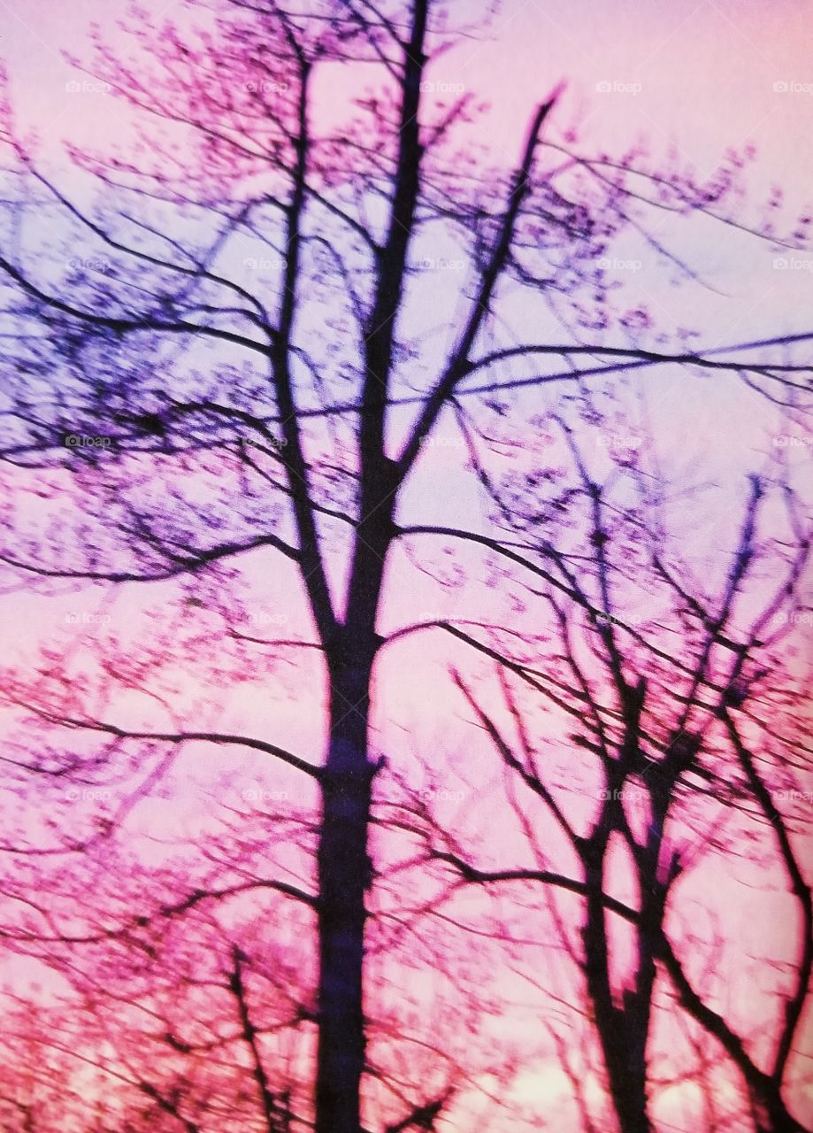 Trees Through the Sunset