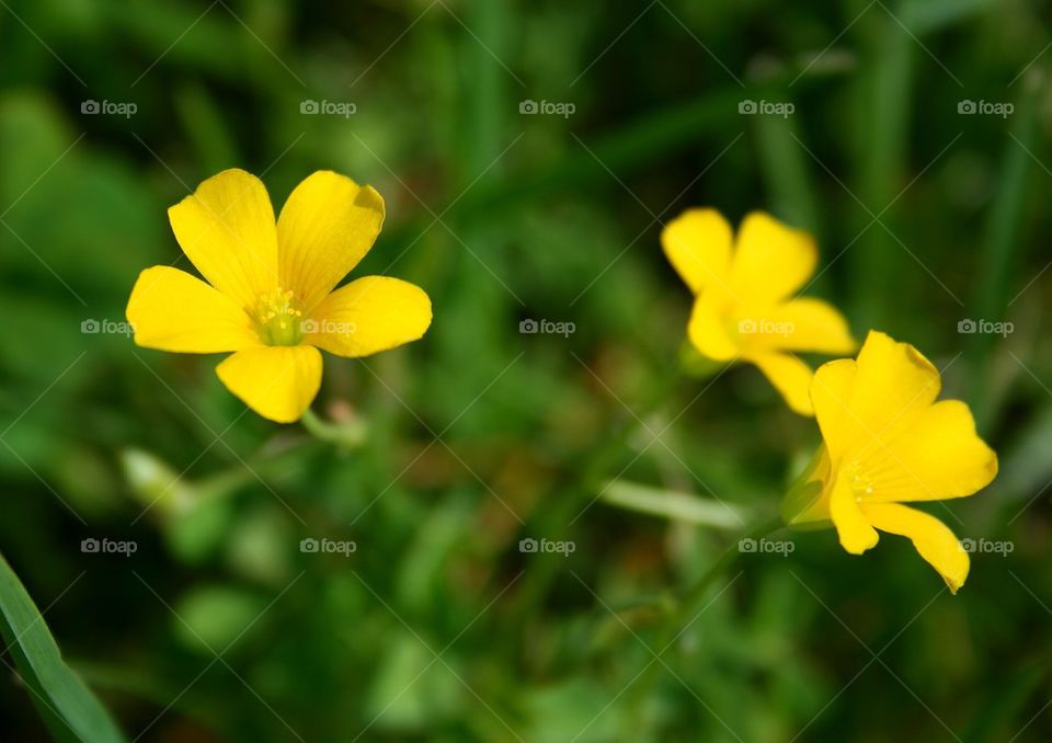 Yellow Wild Flowers