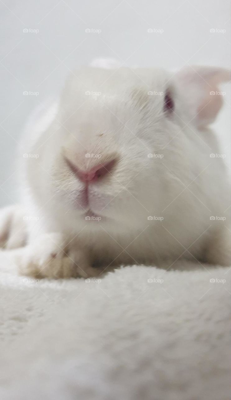 beautiful rabbit, nose comica red eyes and white snow, delicate, curious, big and long ears