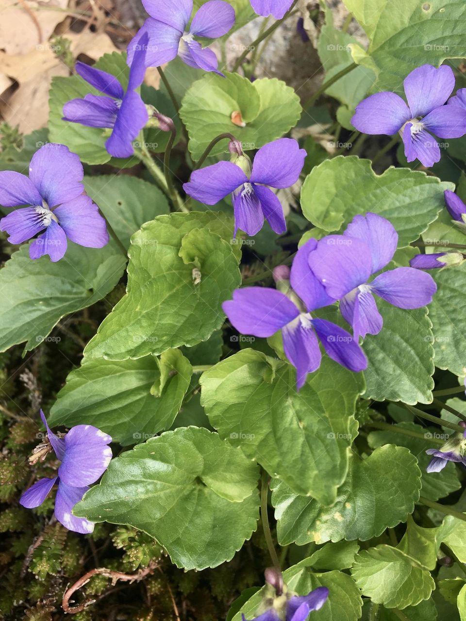 A small patch of delicate violets emerges from the soft earth, their bright purple petals standing out against the rich green foliage. This peaceful, early spring scene captures the essence of renewal and the beauty of nature’s quiet beginnings.