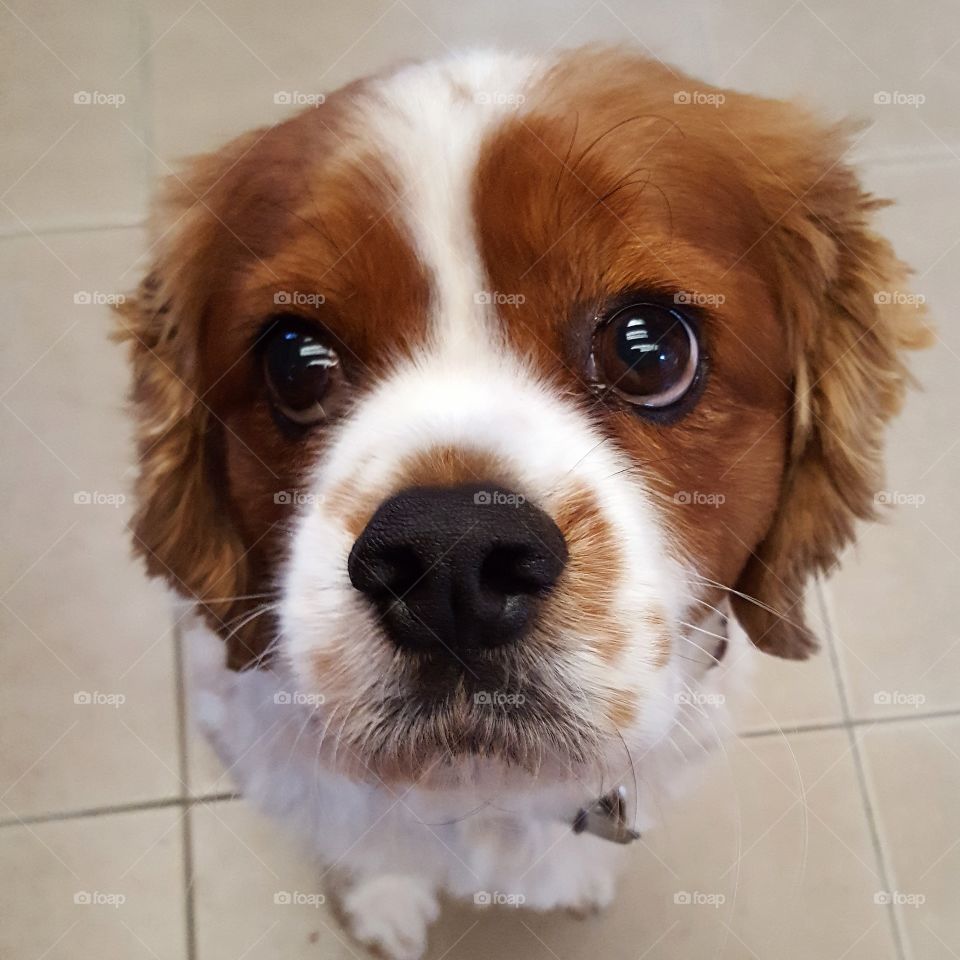 King Charles cavalier dog