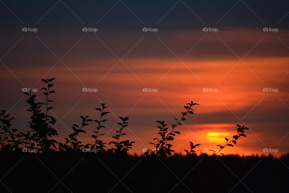 Bird, Silhouette, Sunset, Dawn, Backlit