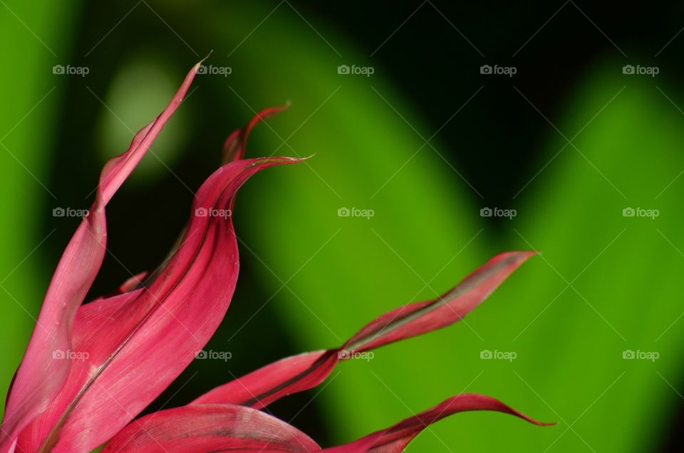 Close-up of Ti plant leaves