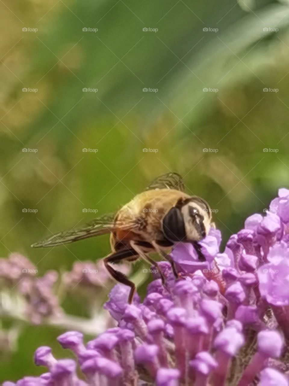 insect on  flower