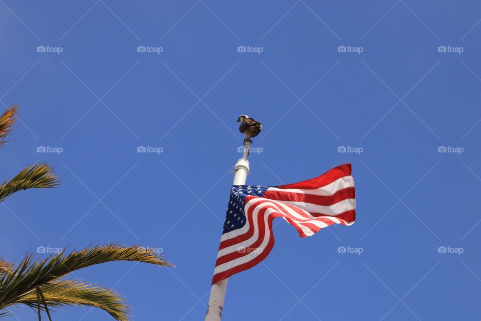 Osprey and USA