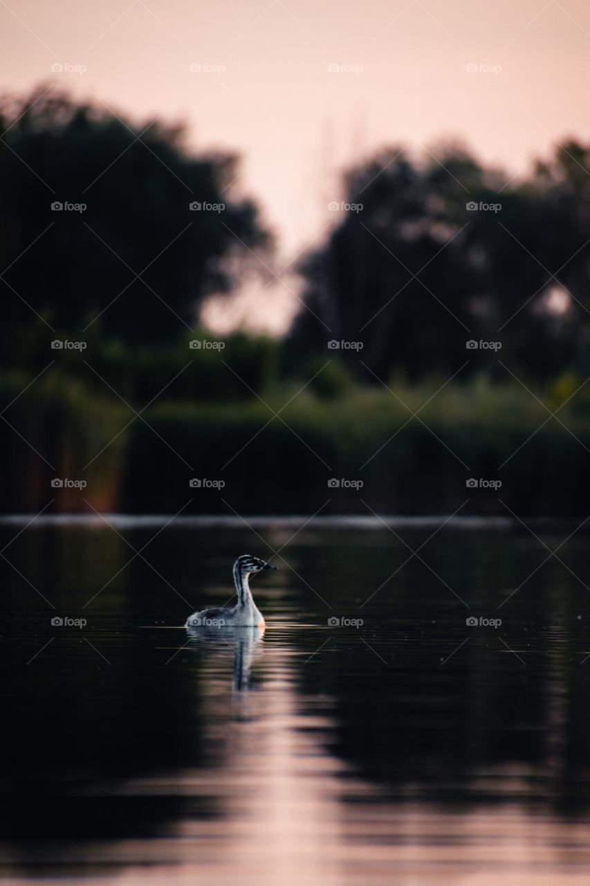 A duck swimming in the lake in the rays of the setting sun.