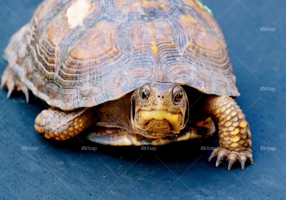 High angle view of turtle