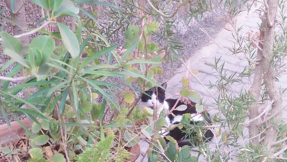 Beautiful cat looking at camera.