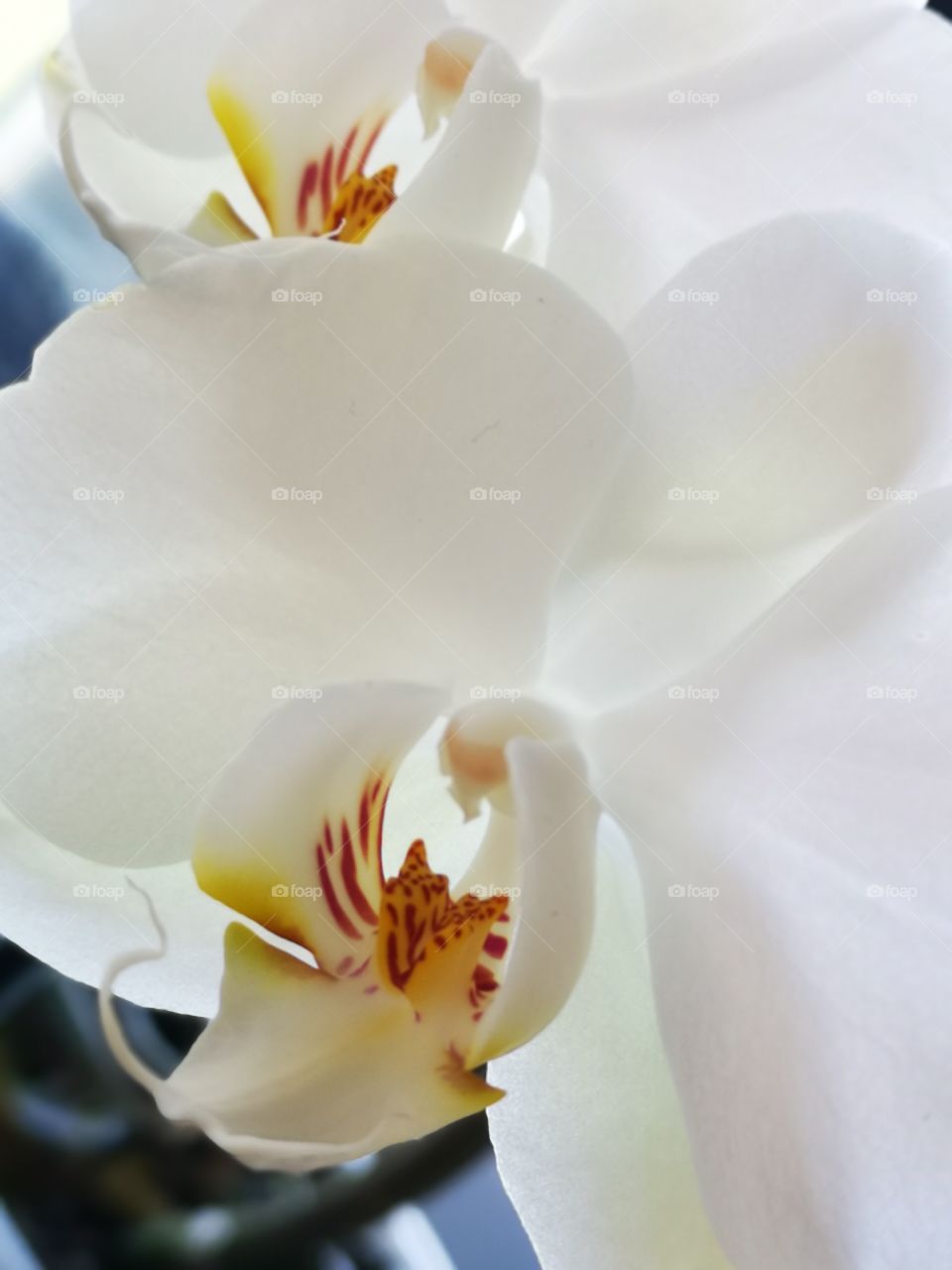 Beautiful orchid
Linda orquídea