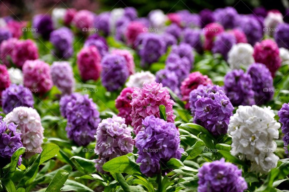 Pretty Flowers at butchart gardens