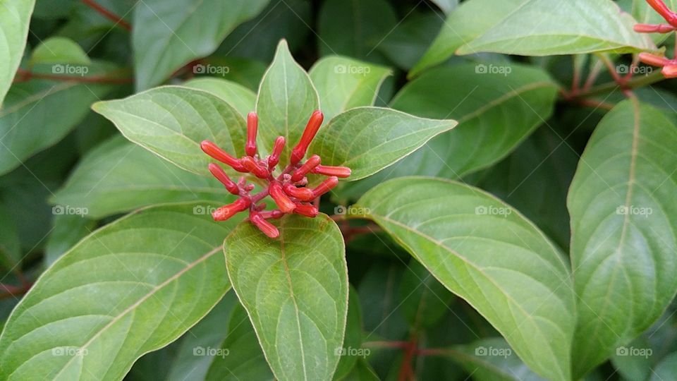 beautiful red flower