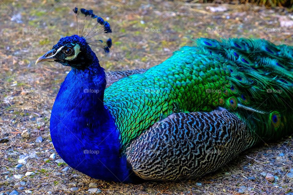 pretty peacock
