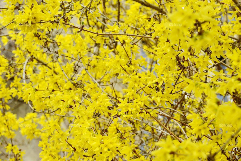 natural fullframe background of fosythia bush in blossom.