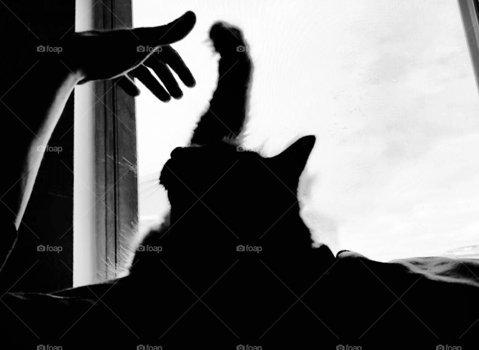 Shadow of cat reaching for and swatting at human hand near window