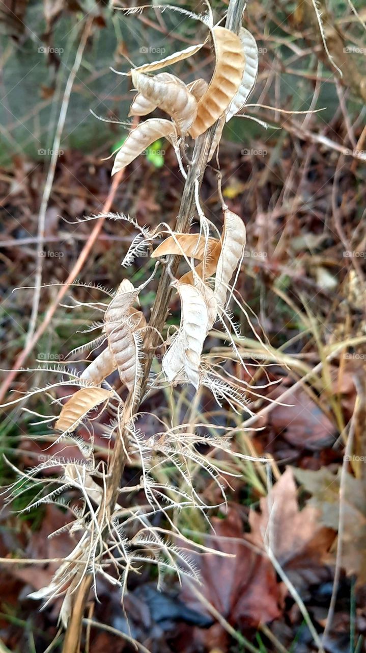 winter garden - dried remains of meadow lupine pods