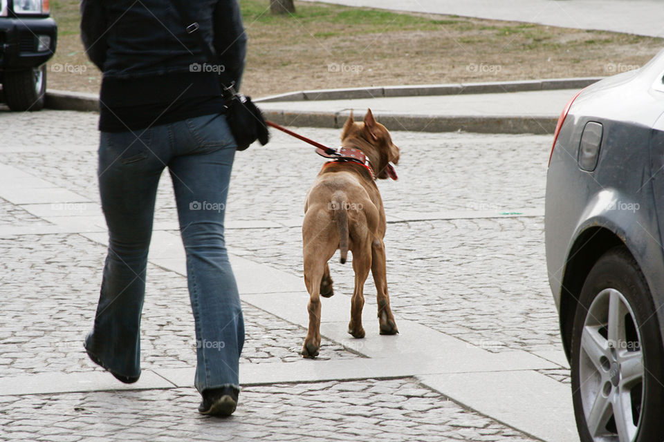 A dog walking on the street 