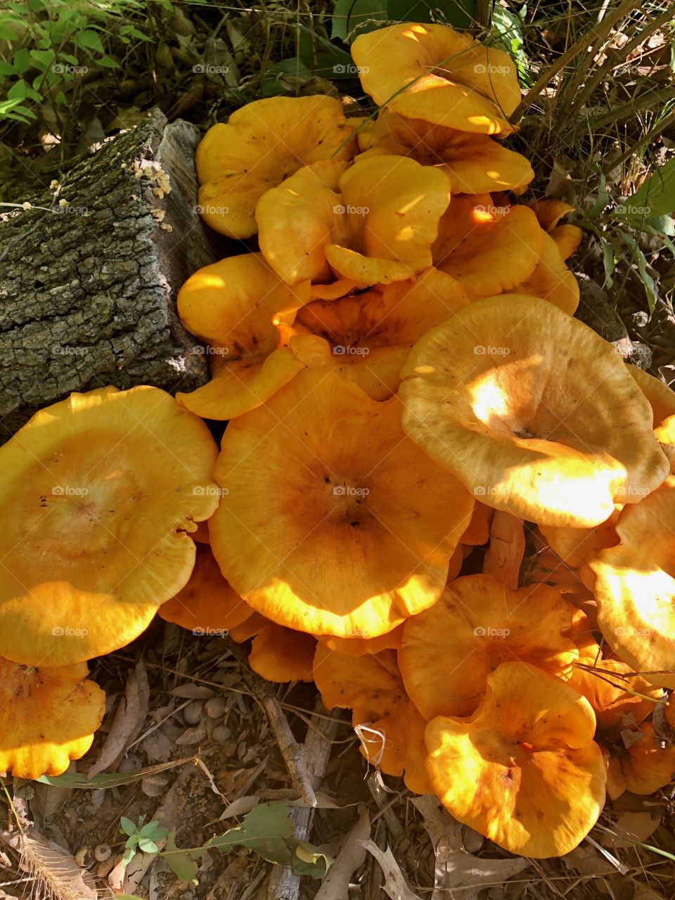 Jack-o’-lantern mushrooms 