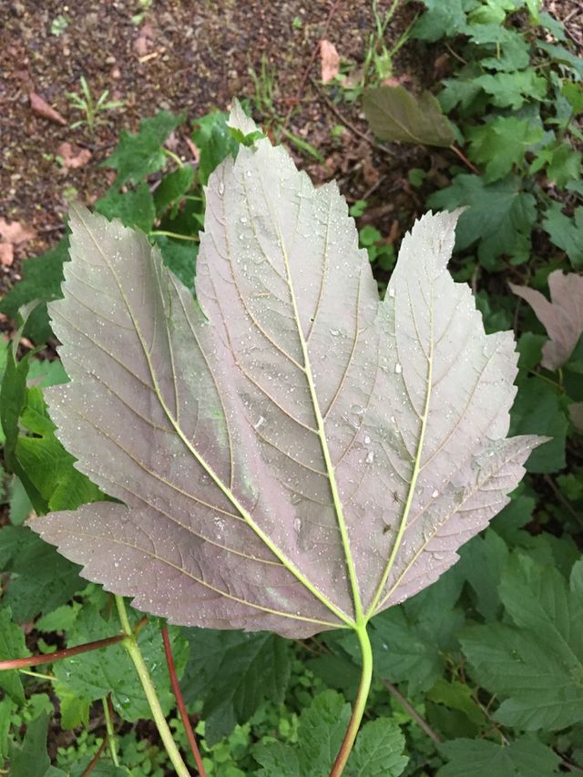 leaf upside down wet by the rain