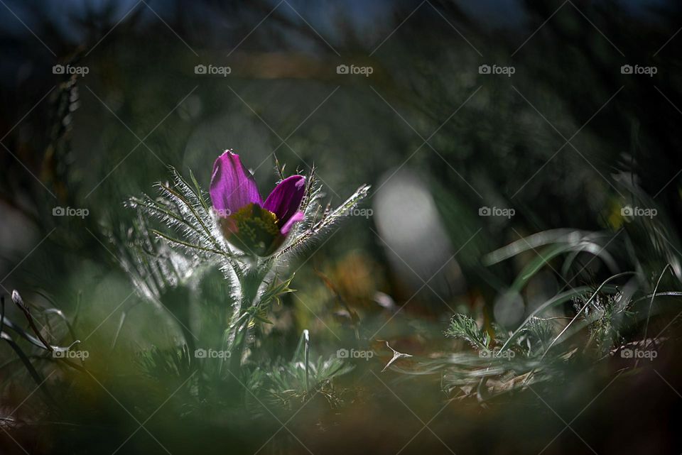 Purple wild forest plant