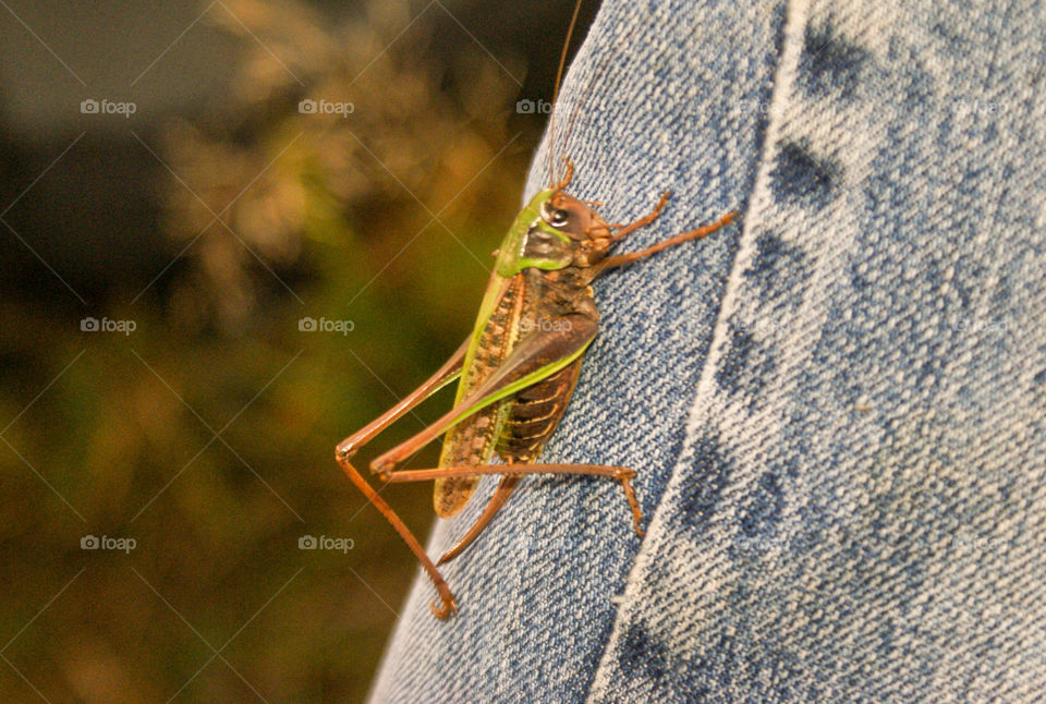 Tamed Grasshopper