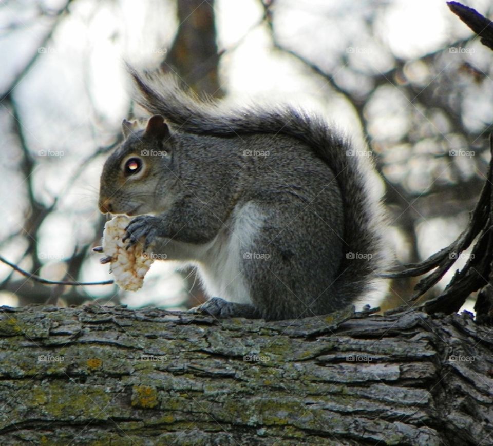 Squirrel named Lola, with favorite snack