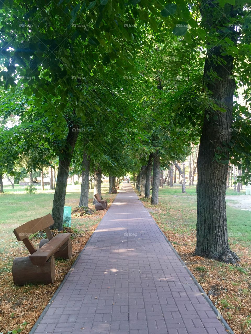 Walkway in the park