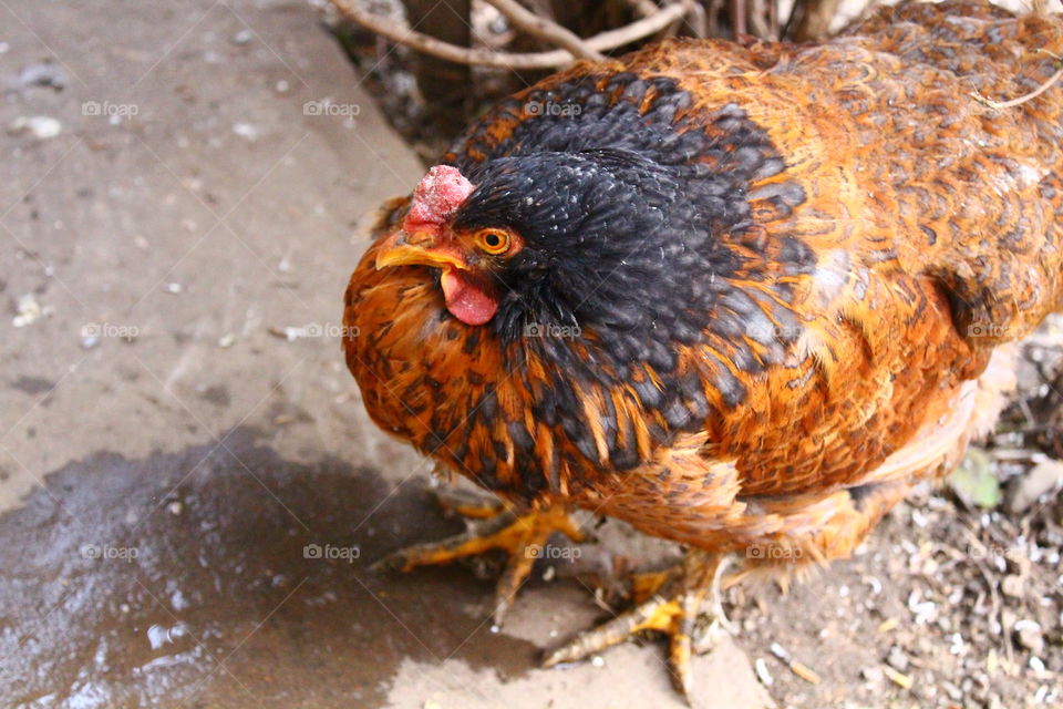 Vivid colors chicken on gray background