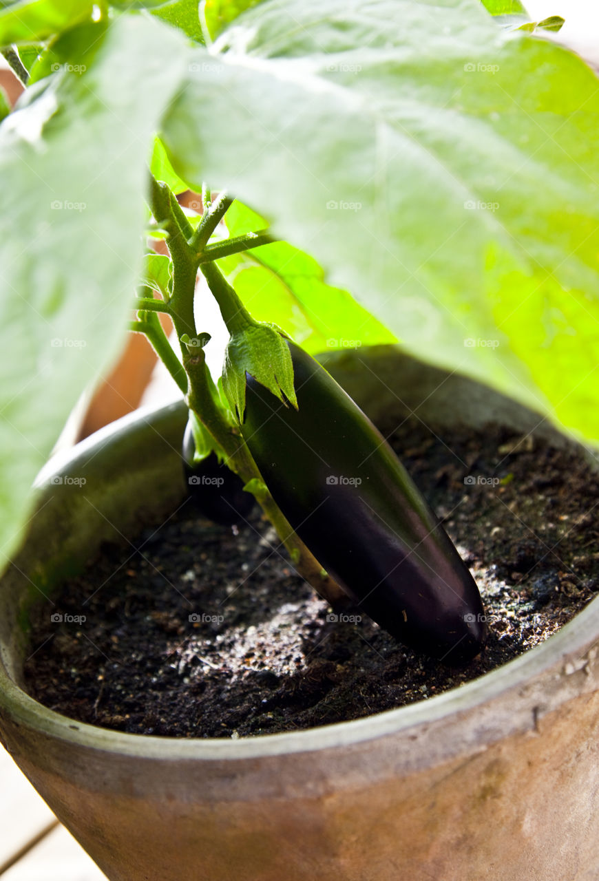 Eggplant. Eggplant aubergine in a pot