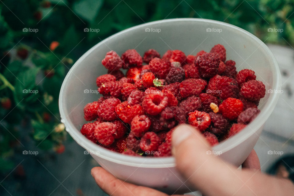 Ripe raspberries