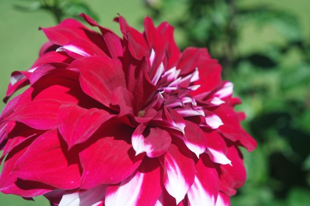 White tip pink red flower