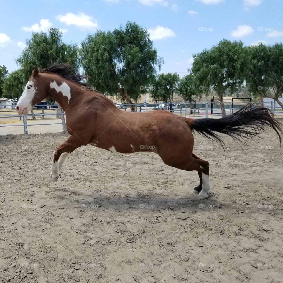 Life in Motion.
Horse runs and jumps slightly into the air.