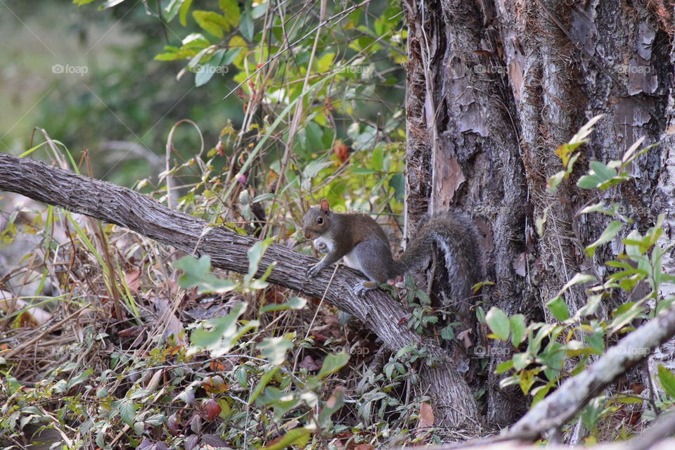 Grey Squirrel on a tree
