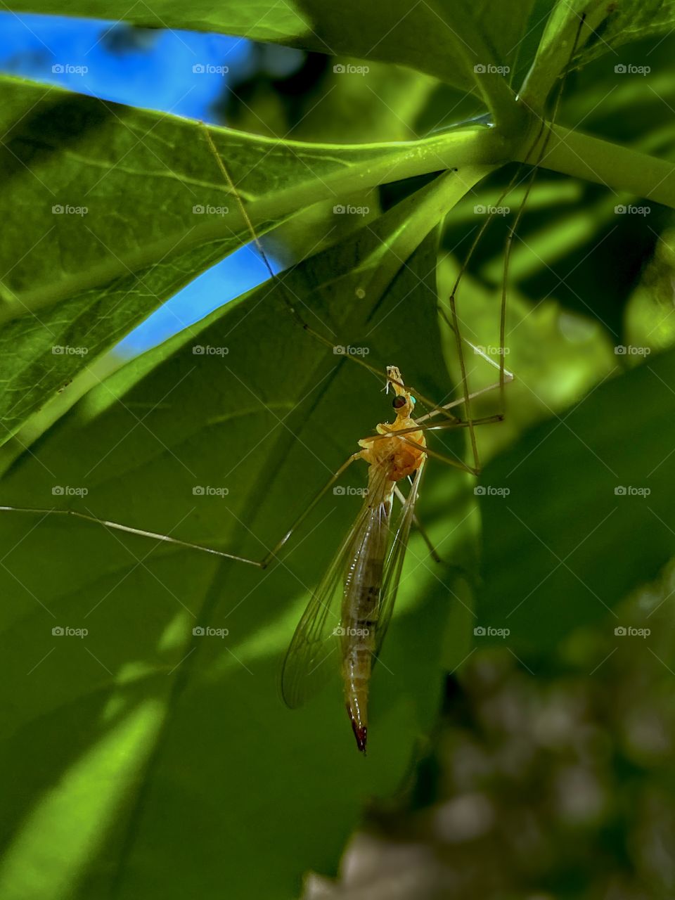 Crane Fly 2