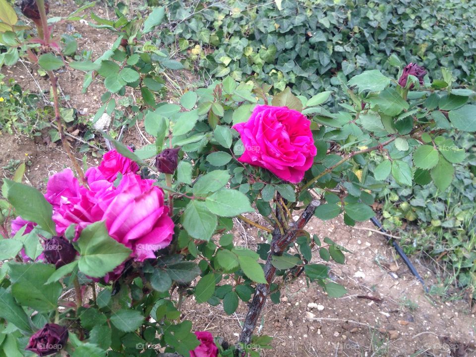 Rose flower
Location:Amman city in jordan country 
Time: 12/3/2016