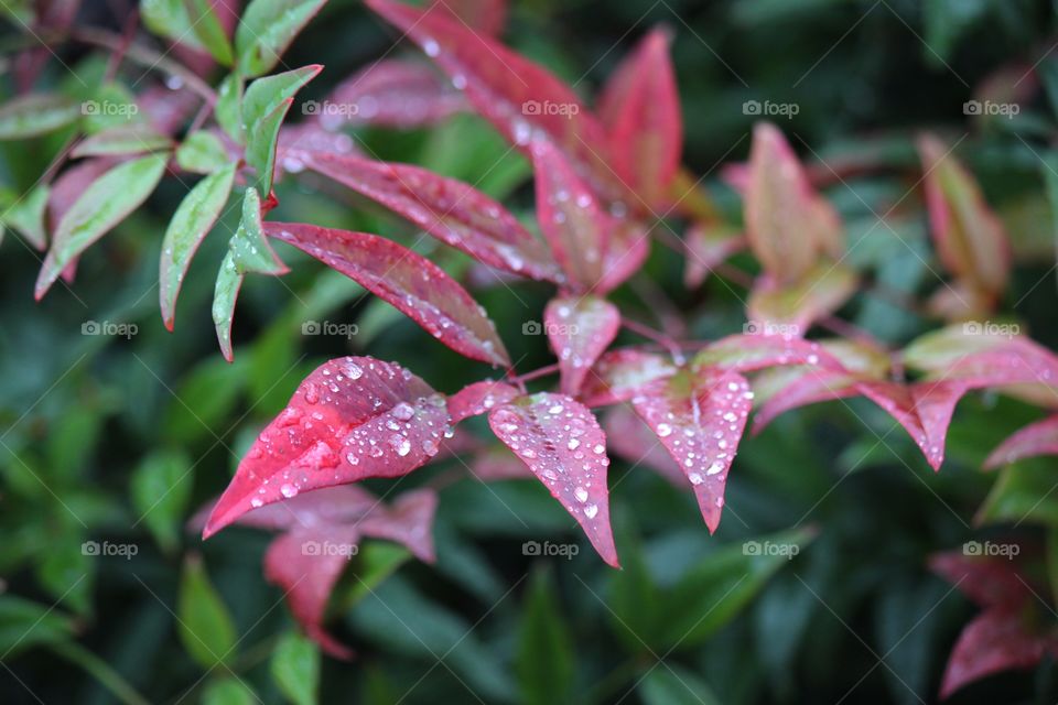 Nandina 