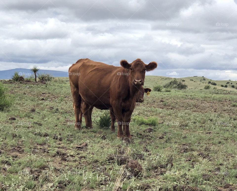 Cow with Baby