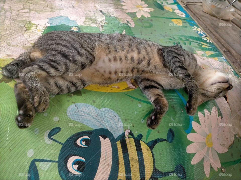 sleeping cat photo