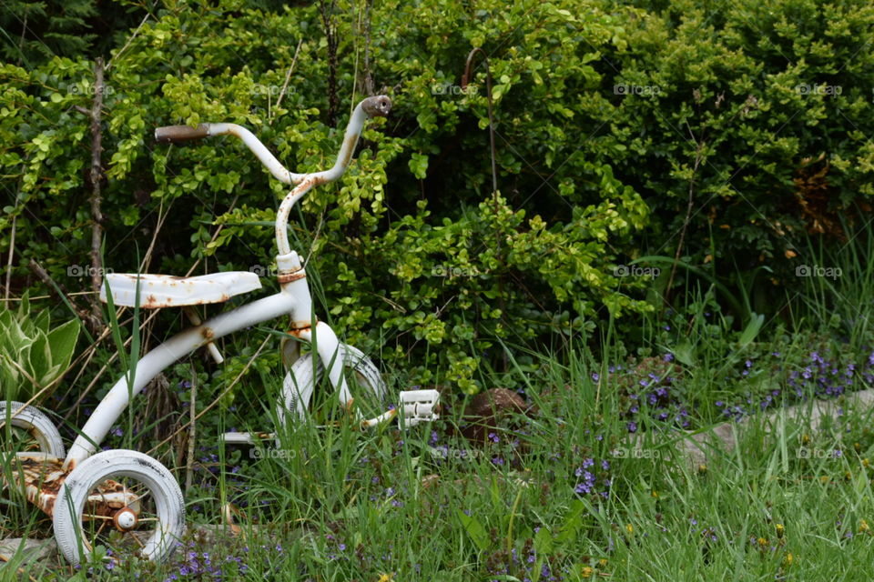 tricycle in garden