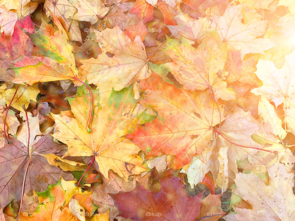 autumn colorful leaves