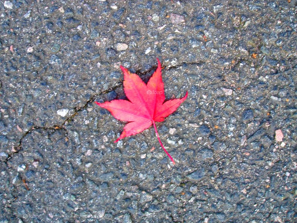 Red leaf