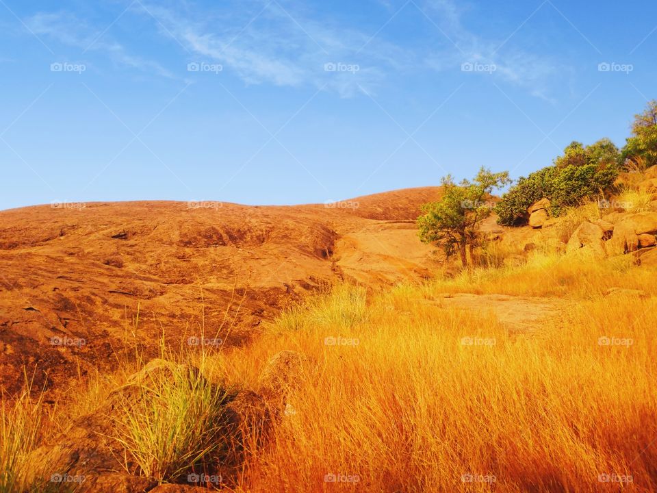 Nature - grass - sky