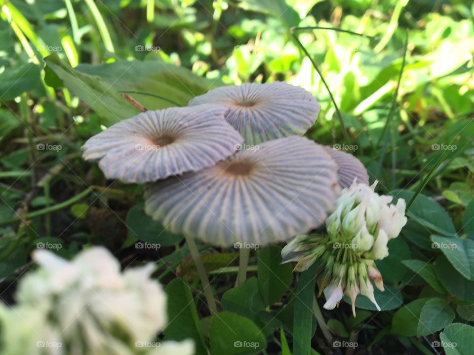 Mushrooms in shadow