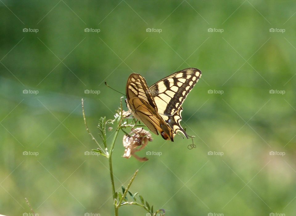 Joli machaon
