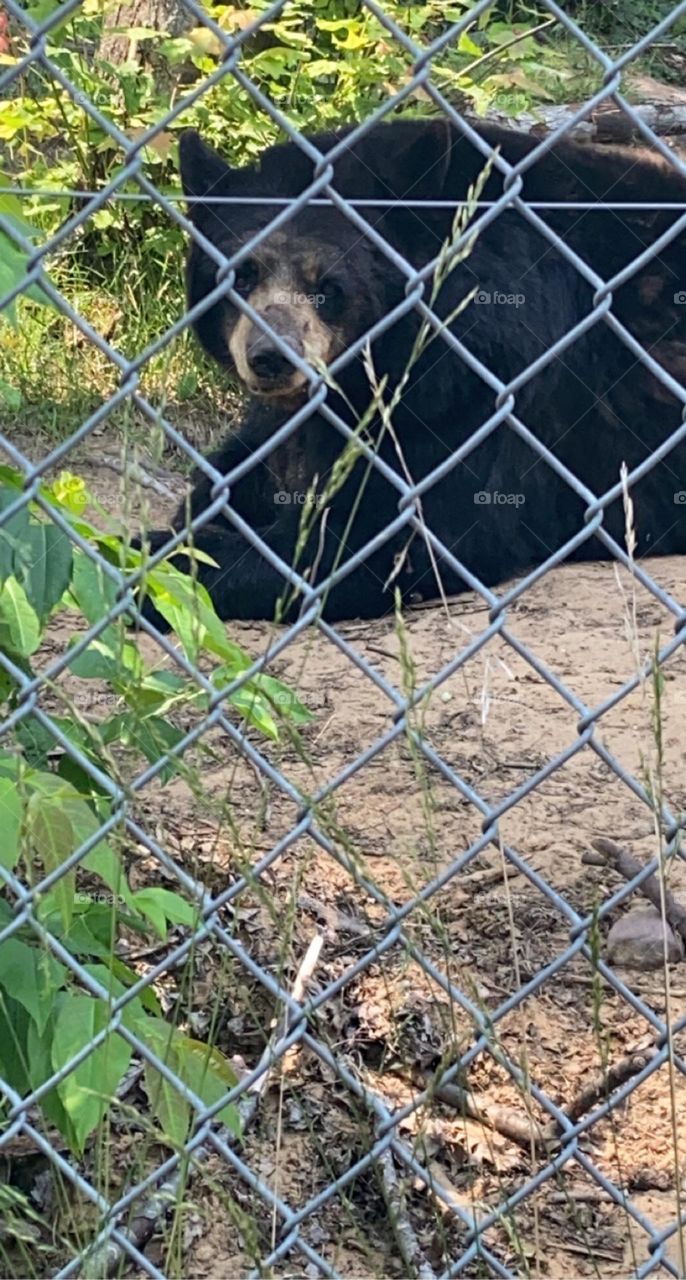 Black bear has his eye on you 